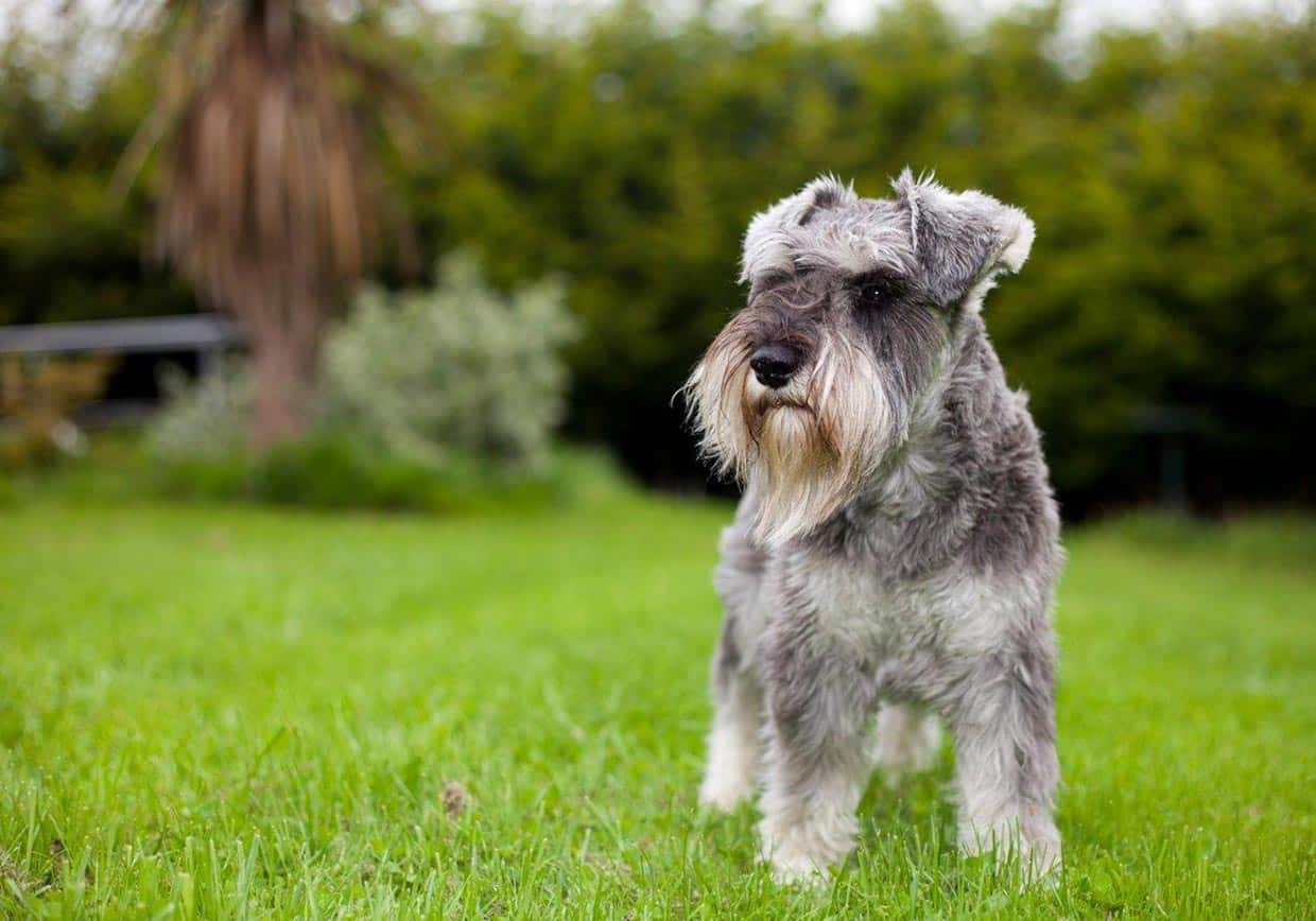 Minature Schnauzer Obedience Training 1-2-1 Home Visits in ...